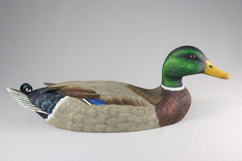 mallard drake